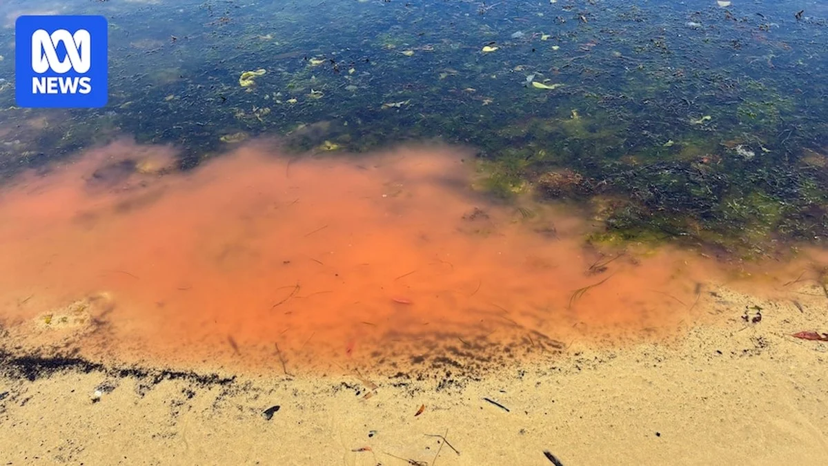 Waarom de rode gloed op Tasmanië tegelijkertijd een natuurwonder en een waarschuwing is