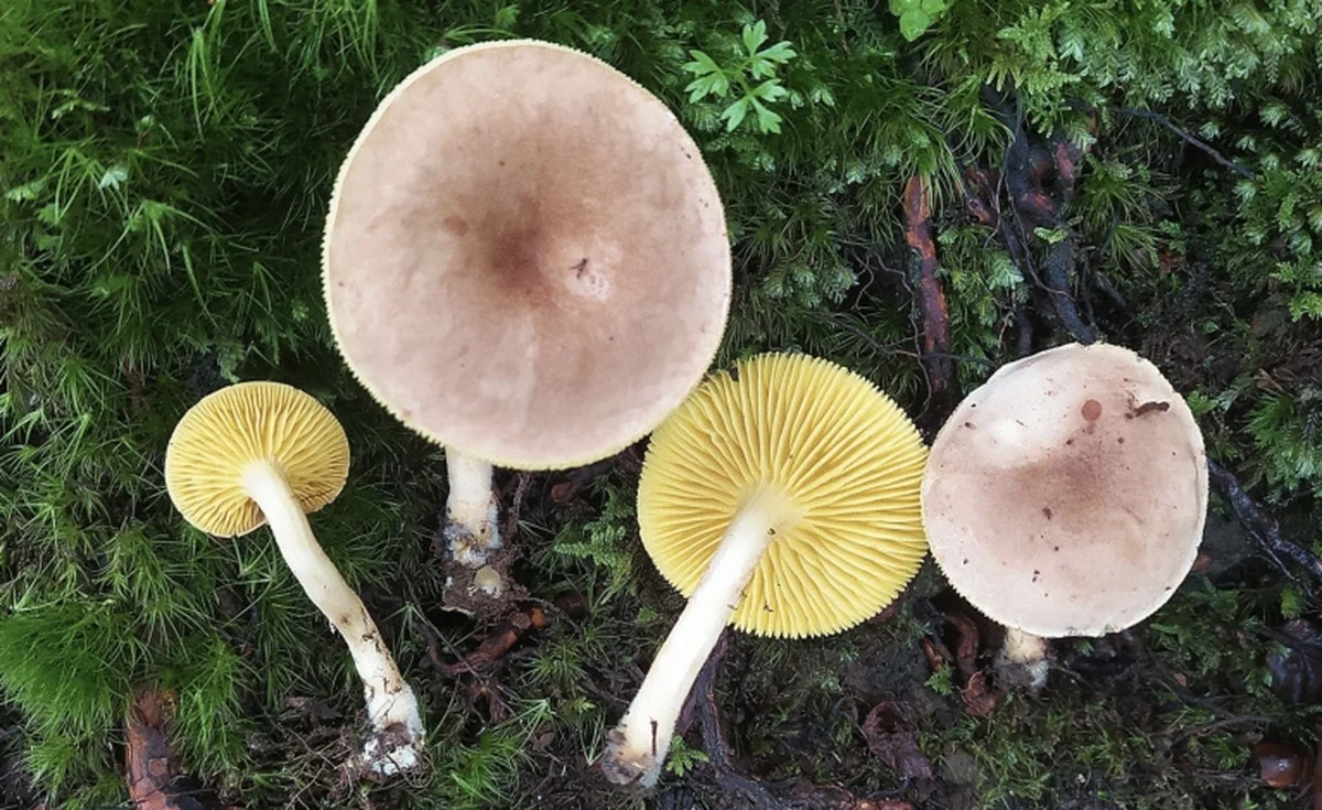 Het is een slecht paddenstoelenjaar voor de hobbyist, maar een goudmijn voor de wetenschapper - image 1