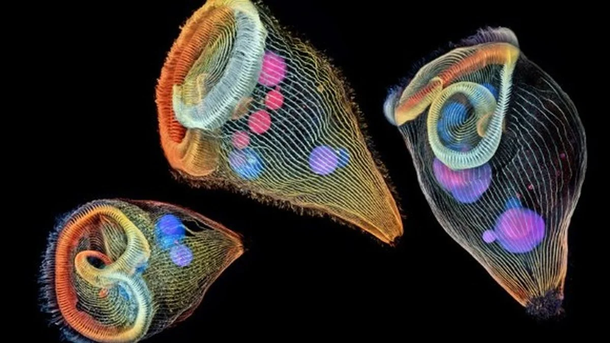 De evolutie keer op keer nagespeeld: de verrassing die alles verandert - image 2