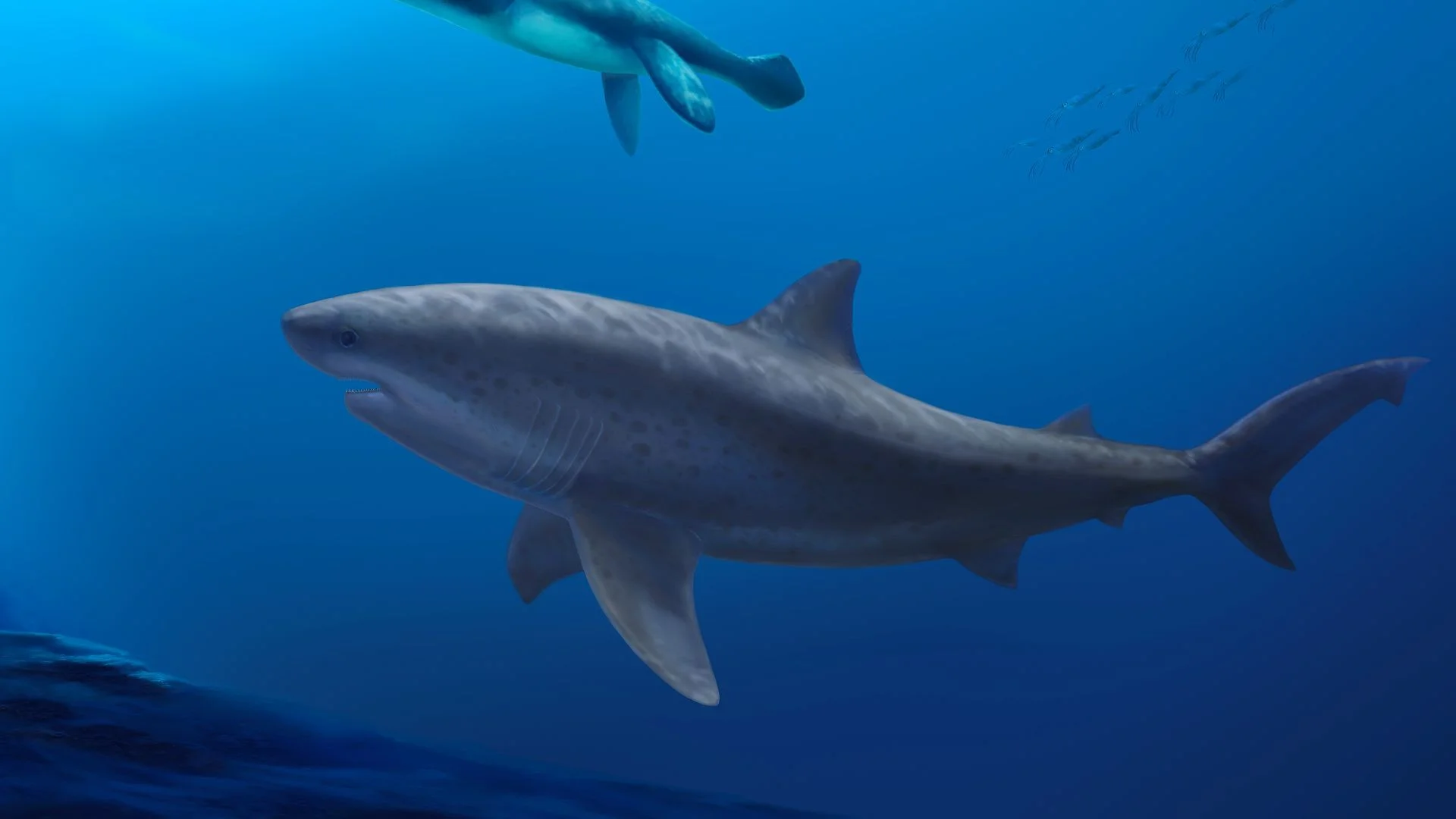 Reusachtige lamniformhaj gevonden bij Noord-Australische kust