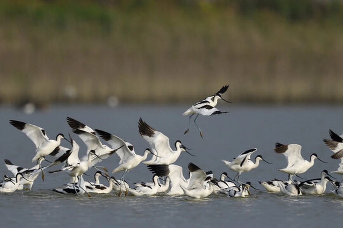 Waarom 19.000 watervogels dit jaar voor toscaanse wetlands kozen - image 2