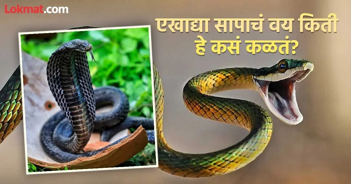 Hoe reptielenexperts verborgen de leeftijd van een slang bepalen (het is niet wat je denkt)