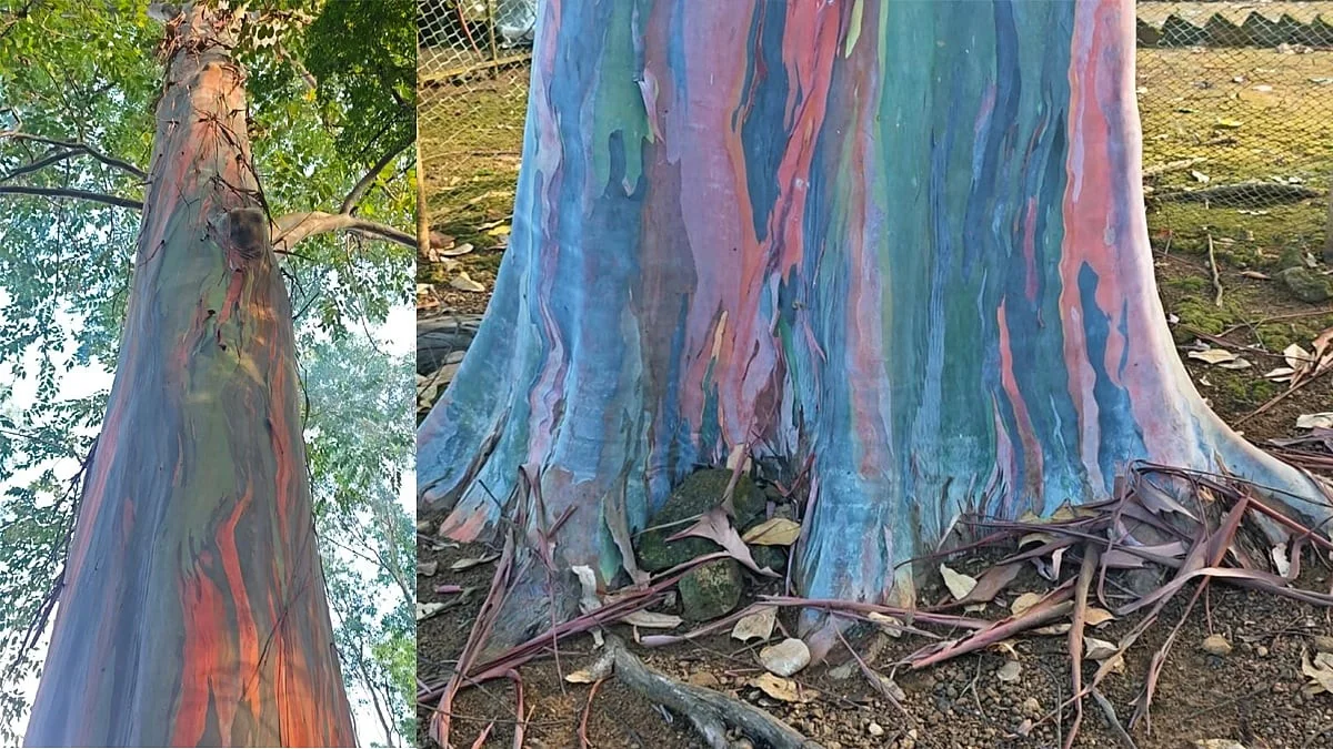 De truc met de eucalyptus die elke Nederlandse tuinier vergeet