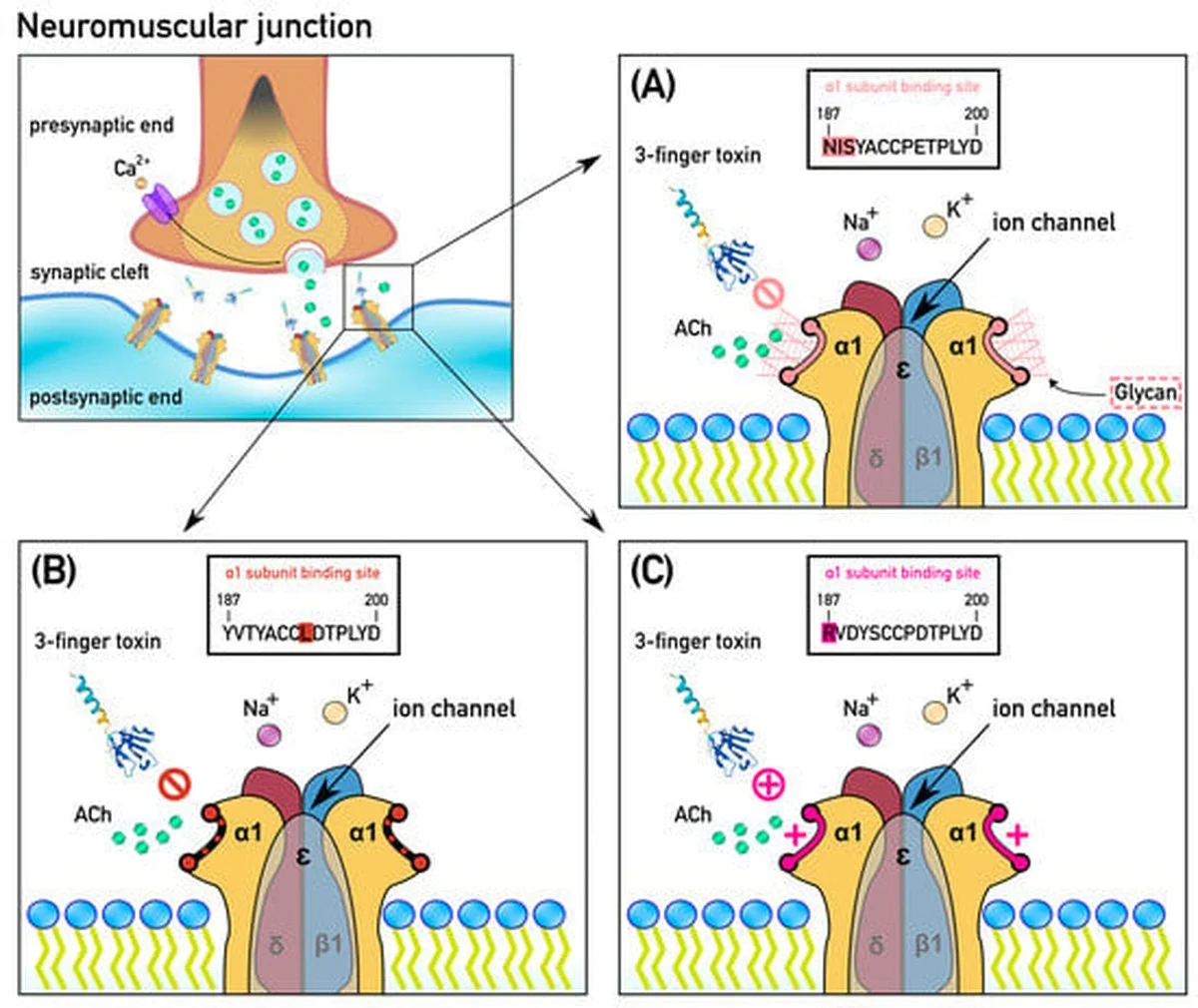 Waarom vijver-kikkers wespen inslikken en blind zijn voor hun gifsteken - image 2