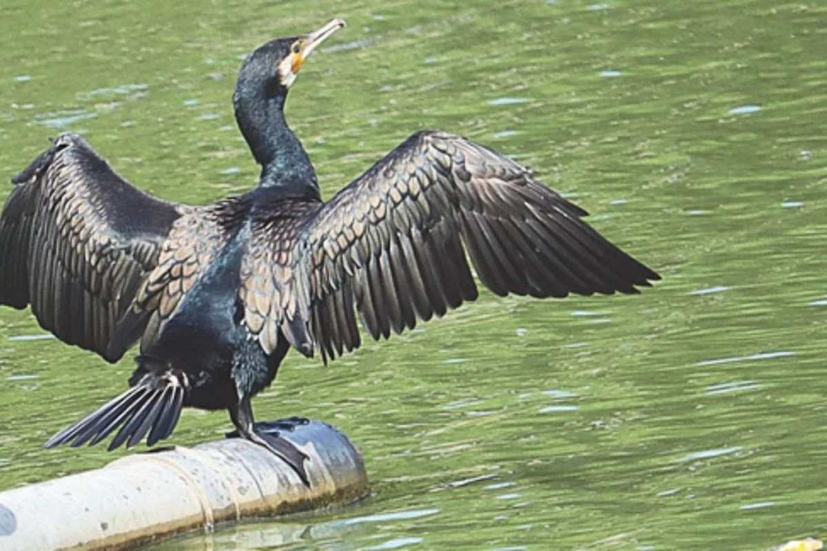 De verrassende 133 vogelsoorten die wijzen op de waterkwaliteit van Burhanpur - image 1