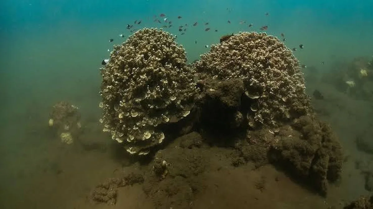 Waarom koraal op 18.000 km afstand synchroon paart: de biologische klok die wetenschappers verrast