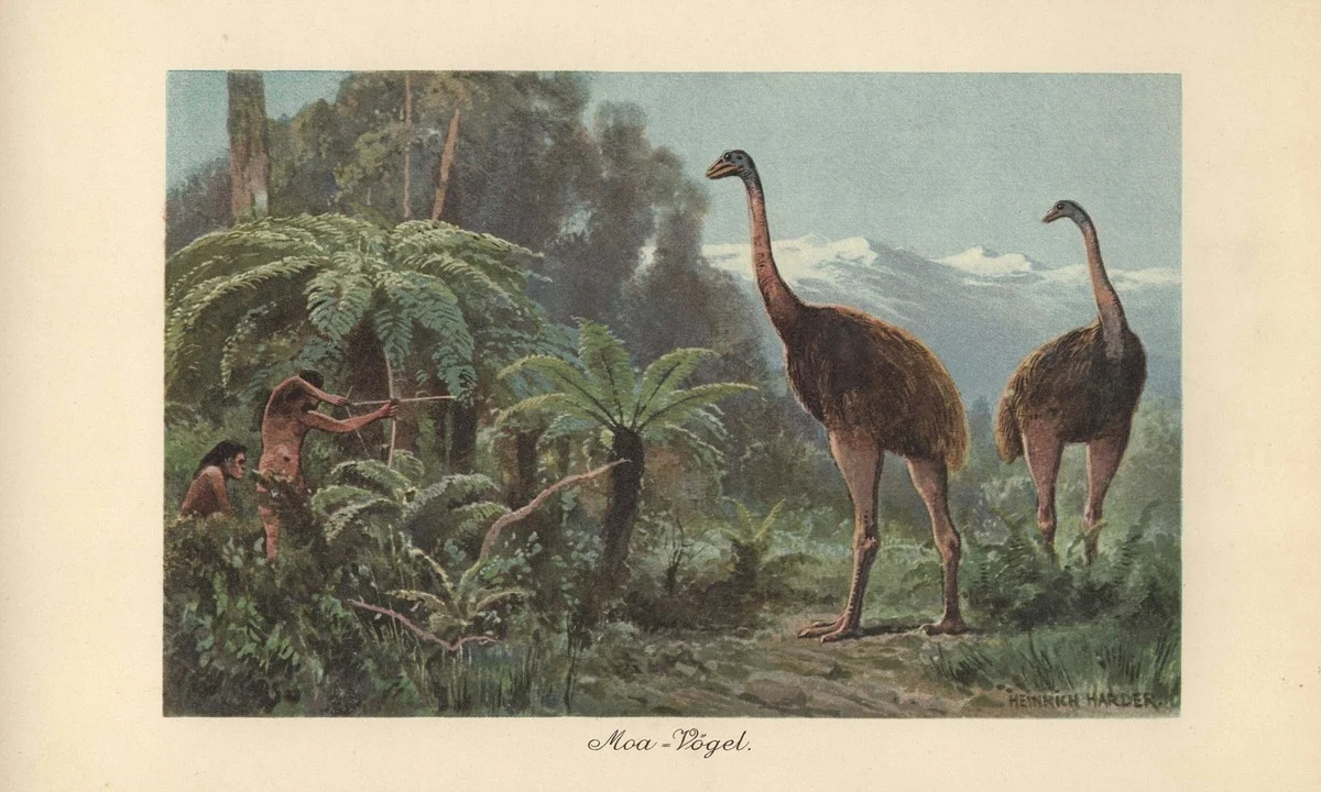 de35meterhogemo-extra-2.webp De 3,5 meter hoge Moa: hoe experts een 600 jaar uitgestorven vogel willen terugbrengen - image 2