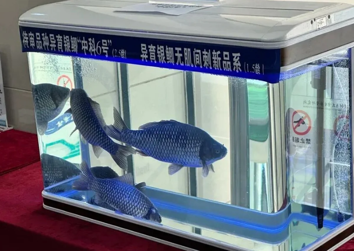 Deze Chinese wetenschappers elimineerden de hinderlijke graatjes uit karpers