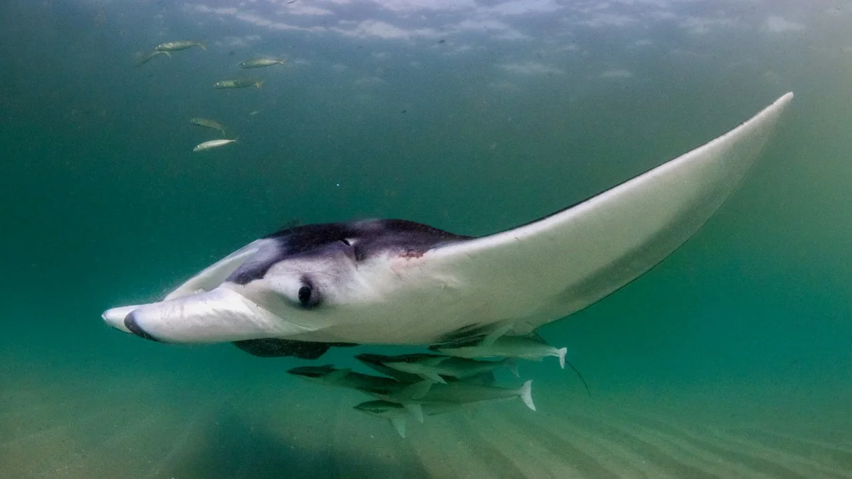 Dit is waarom jonge mantaroggen opvallend veel kleine vissen met zich meedragen