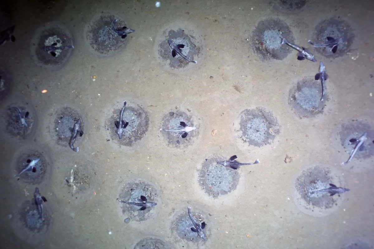 Waarom duizenden visnesten onder Antarctica opdoken toen wetenschappers zochten naar een zeeschip - image 1