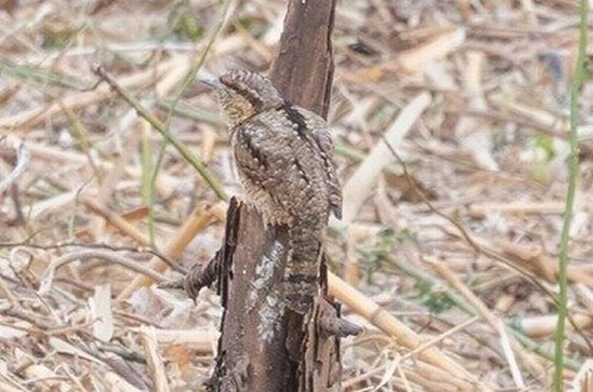 De verrassende stilte: wat deze 42 vogelsoorten je leren over de Nederlandse winter