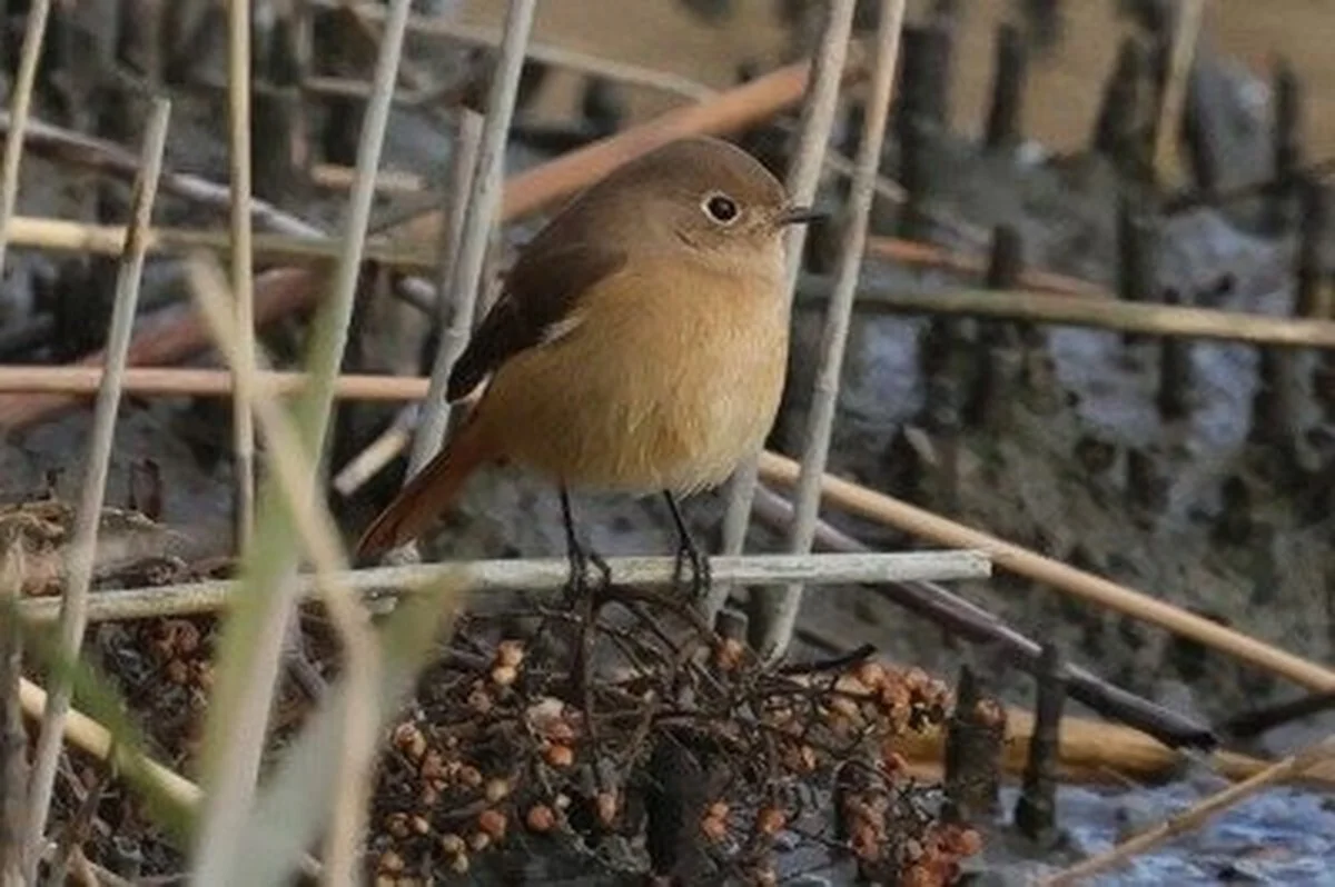 De 40 vogelsoorten die je nu écht moet zien in het natuurgebied