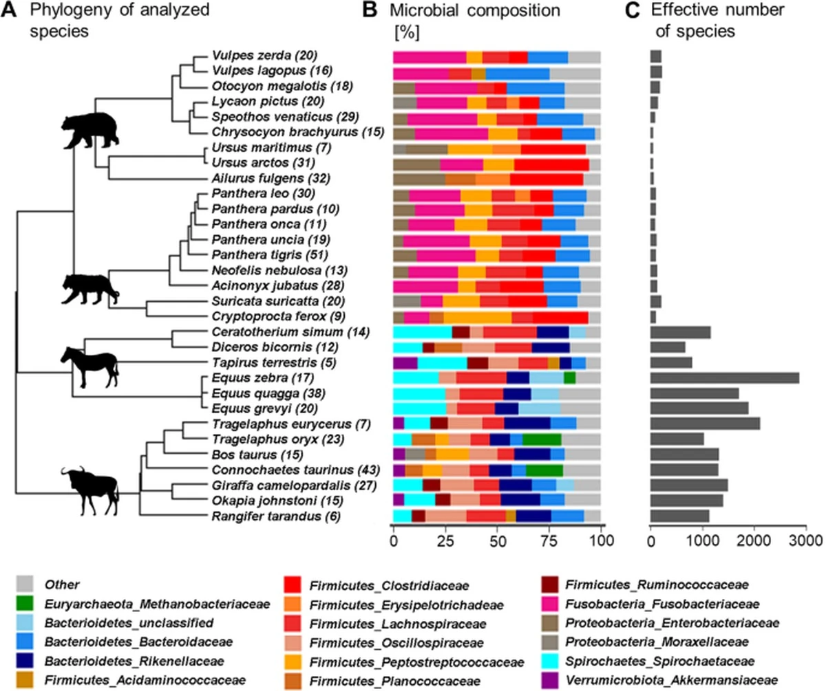 Waarom wetenschappers massaal specifieke wandel-apps uitschakelen: de verborgen batterijslurper - image 1