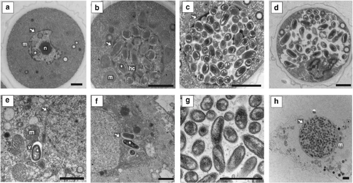 De manier waarop deze Japanse reuzenvirus zich vermenigvuldigt, herschrijft de geschiedenis van de celkern - image 2