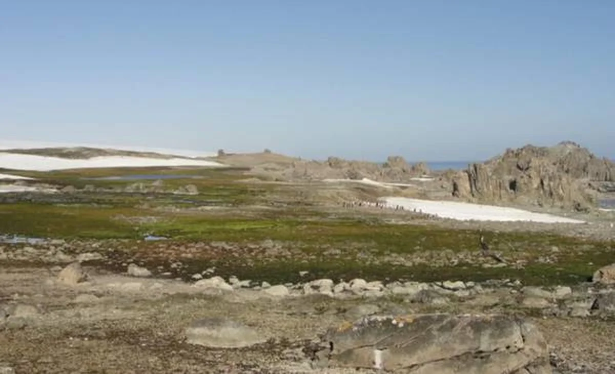 Dit verdwijnt sneller dan je denkt: de 24 miljoen hectare ijsvrij gebied in Antarctica