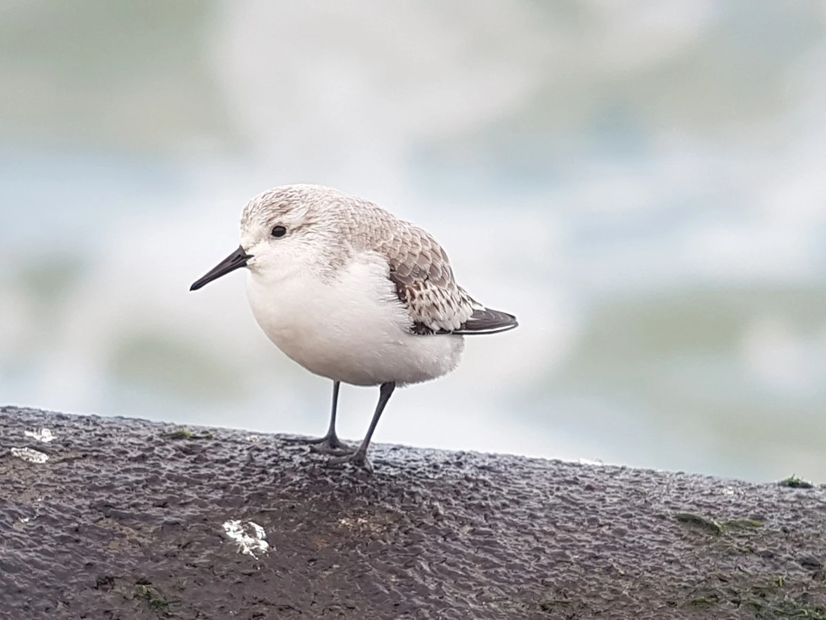 De verwarring tussen de merel en deze zeldzame wintergast - image 2
