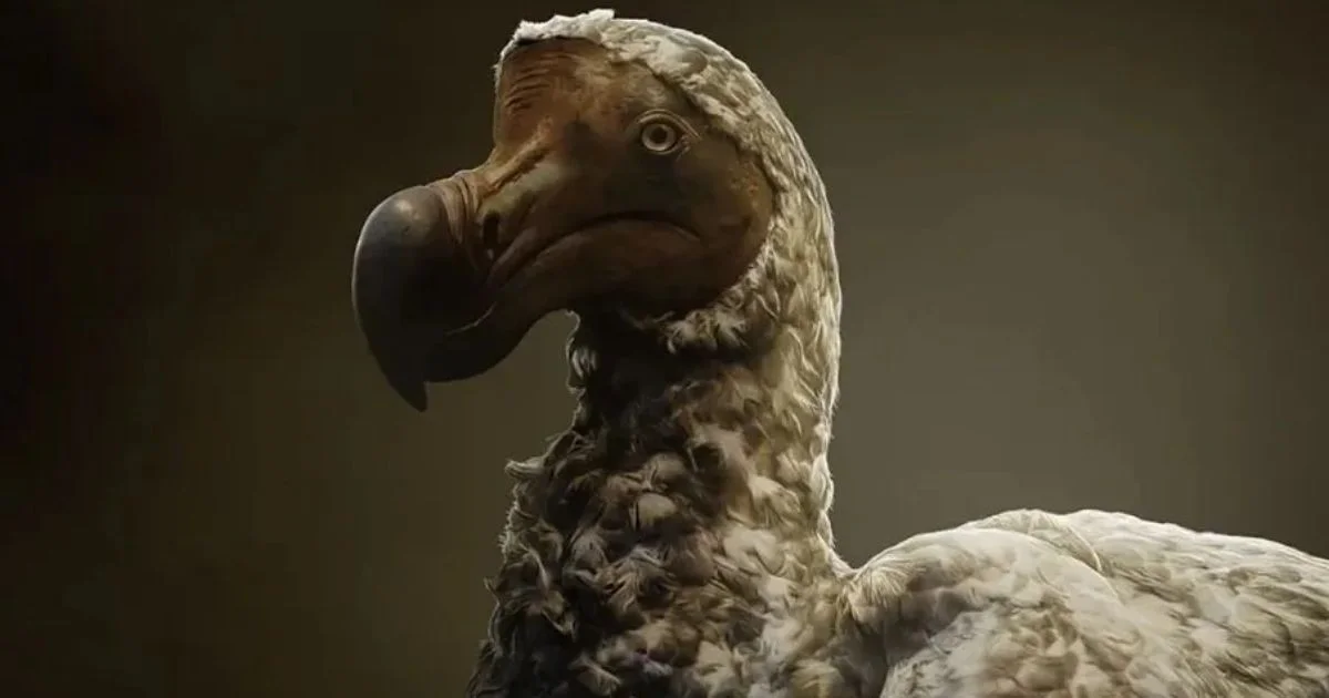 De uitgestorven dier dat misschien terugkeert: waarom wetenschappers nu met genetische 'phoenix' bezig zijn