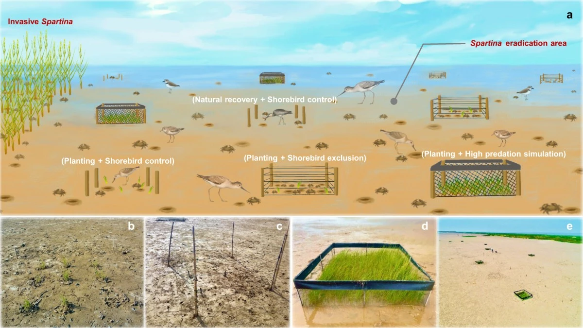 Waarom $17 miljoen naar drassige gebieden gaat: de onverwachte redding voor trekvogels - image 1