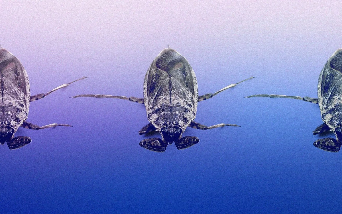 Waarom die reuzenschildwantsen ineens overal opduiken na de regen - image 1