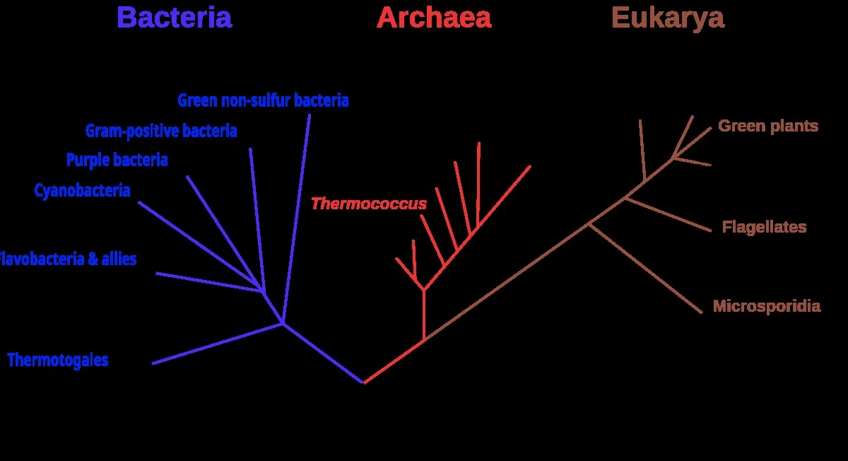 deverrassendele-extra-2.webp De verrassende leeftijd van de laatste gemeenschappelijke voorouder van al het leven - image 2