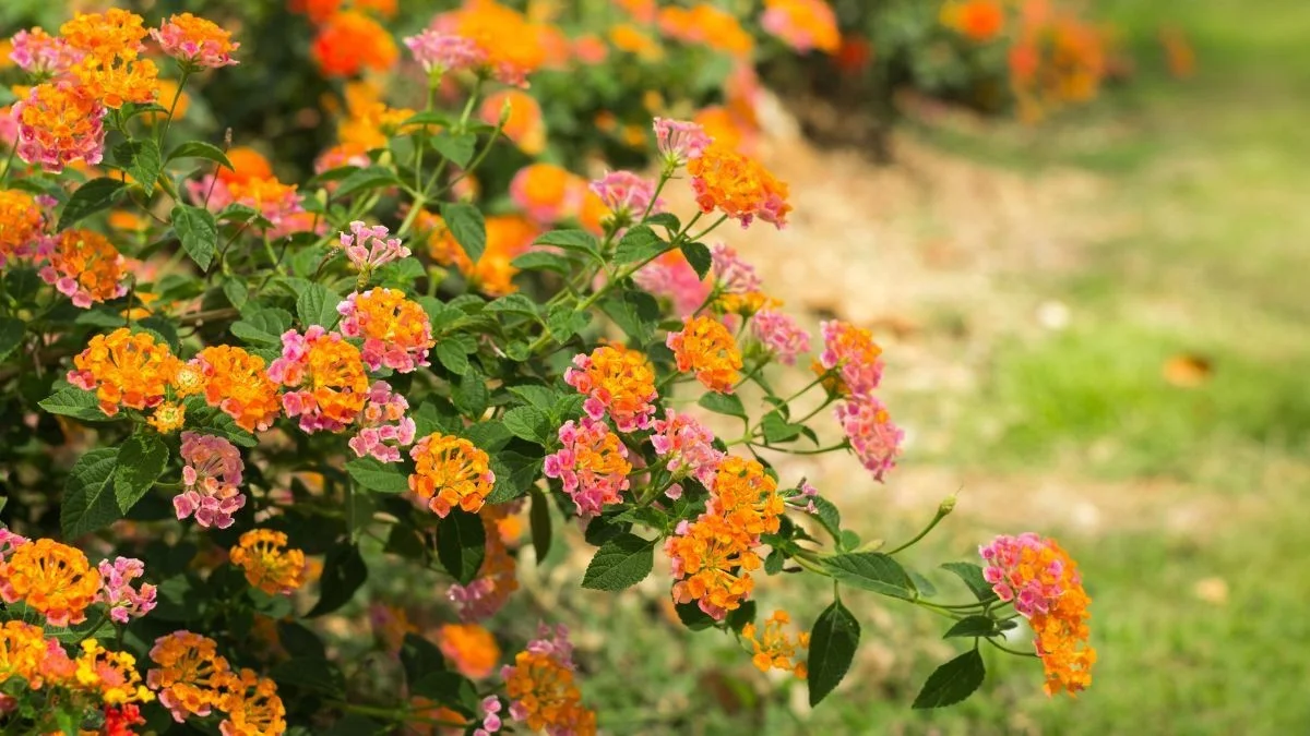 Deze plant geeft je het hele jaar door kleur zonder veel moeite