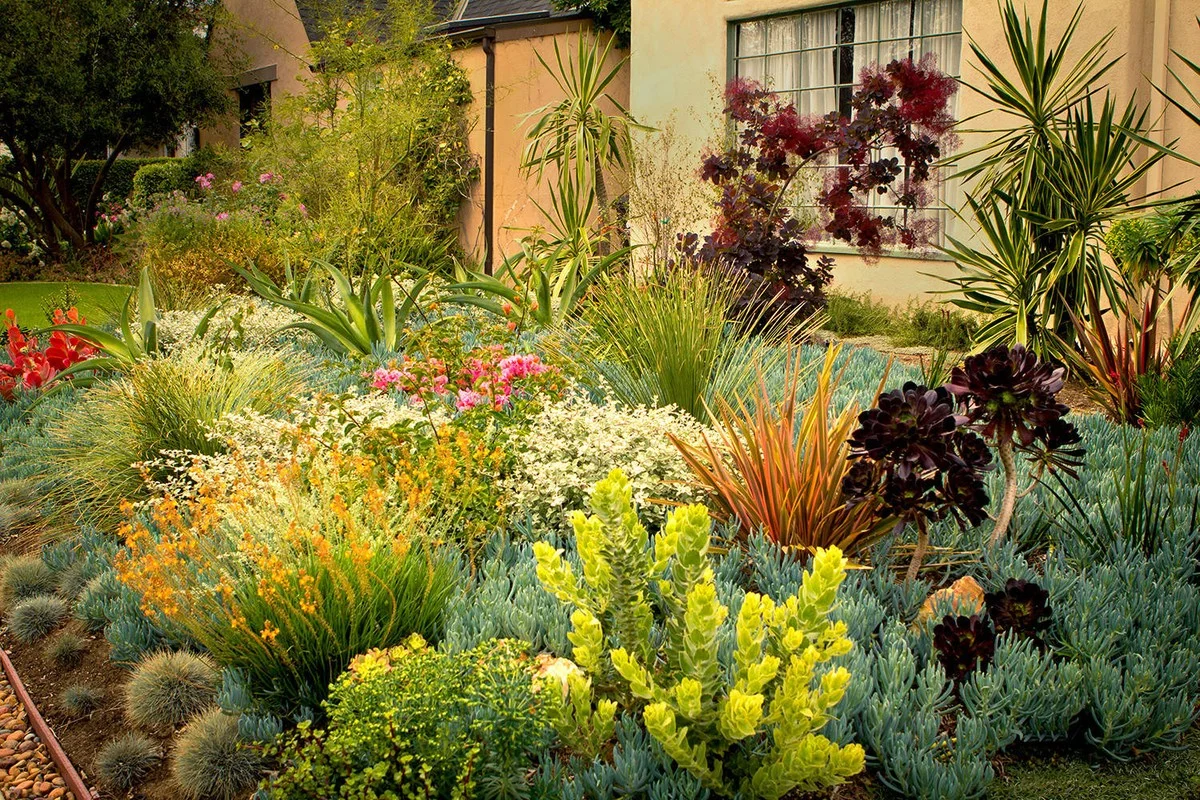 deze 5 onbekende planten sterven niet tijdens de Nederlandse zomerhitte - image 2