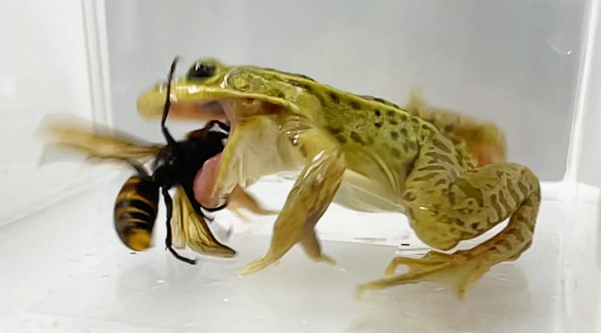 Waarom deze kikker de steek van de Aziatische hoornaar negeert - image 1