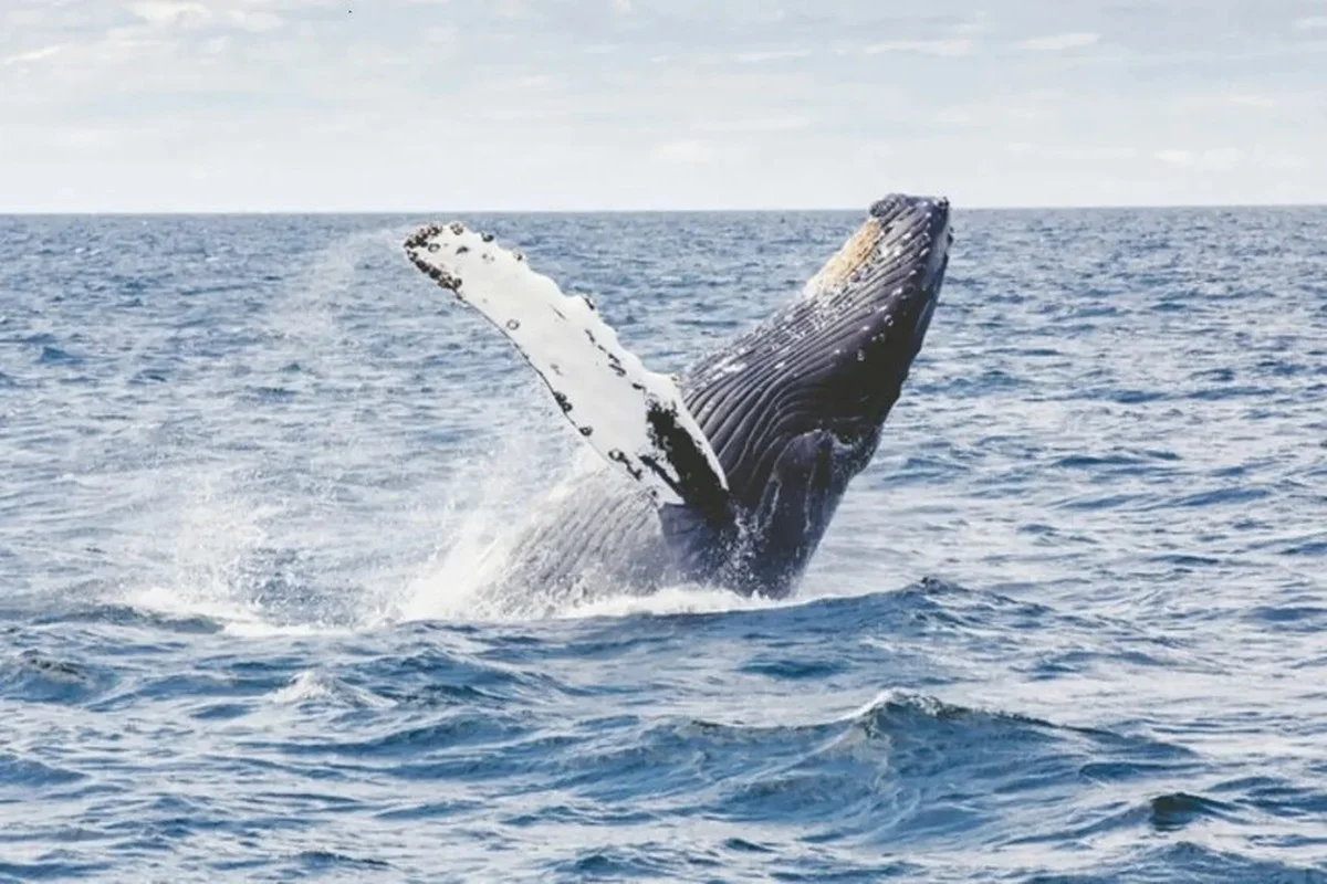 Waarom het geheim van 200 jaar leven misschien in een ijskoude douche zit