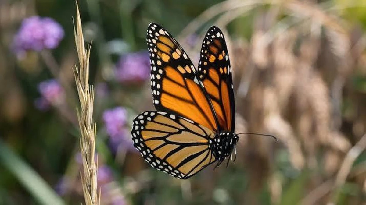 Zo maakt 0,6 graden meer het nectar van koninginnepagebloemen onbruikbaar