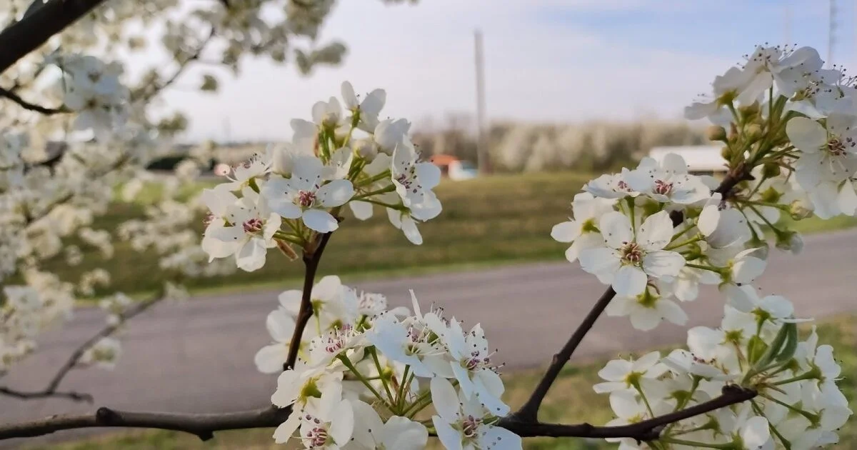 Deze populaire tuinplanten staan op het punt illegaal te worden in Nederland