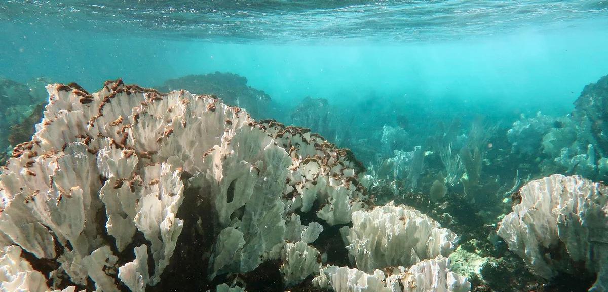 Waarom de Caraïbische koraalriffen in 44 jaar bijna de helft van hun leven verloren - image 1