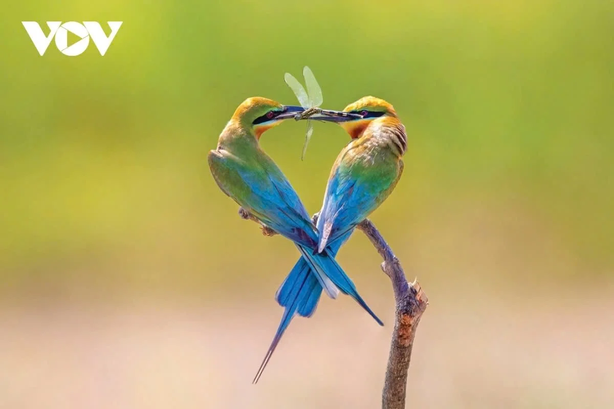 dewetenschapper-extra-2.webp De wetenschappers ontdekken een zeldzame