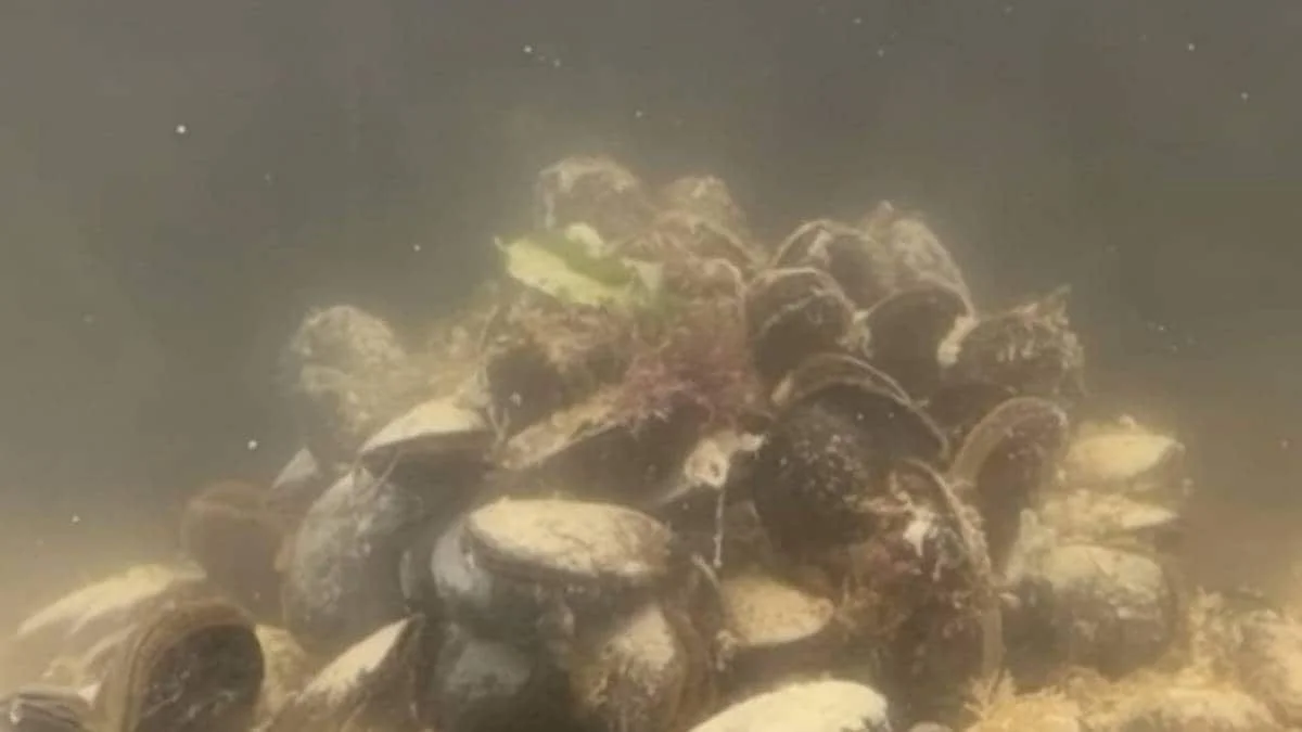 Waarom experts een enorme mosselplaag in de Oslofjord zien als een natuurlijke schoonmaakploeg