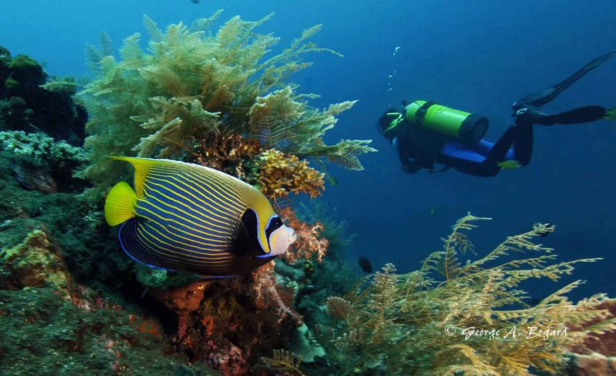 Waarom deze Franse duikers een vis fotografeerden die al 66 miljoen jaar 