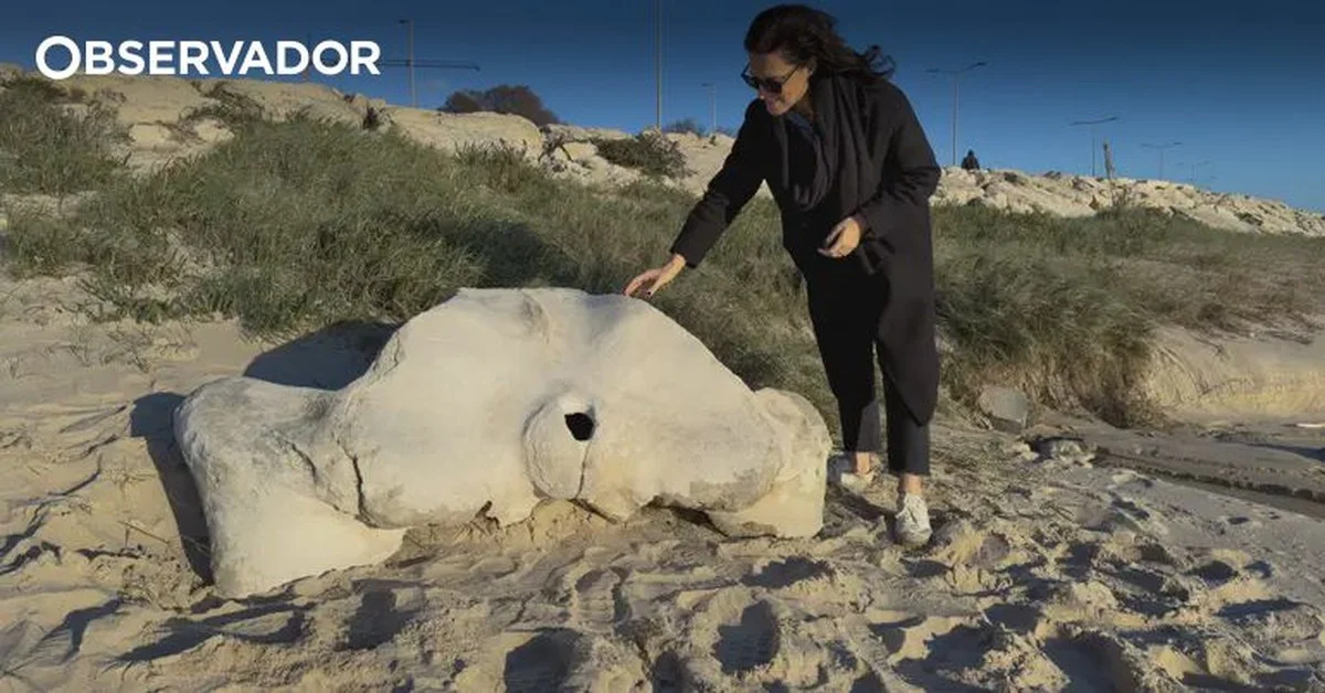 Oude walvisbot op strand Figueira da Foz: wat dit prehistorische vondst betekent