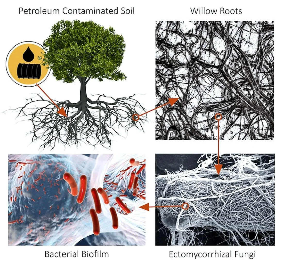 Waarom de schors van bomen een geheime luchtzuiveringsfabriek is - image 2