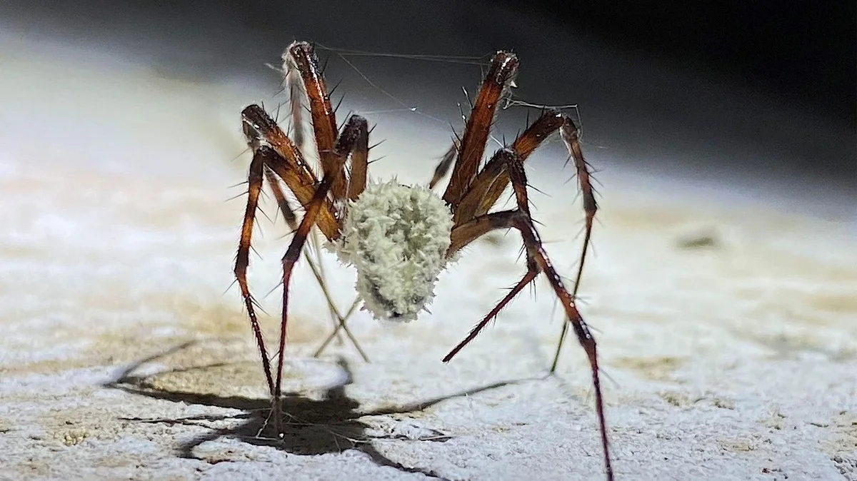 Waarom experts die zeldzame orchideeën bewaren, de bladeren van deze specifieke Zuid-Amerikaanse plant laten liggen - image 2