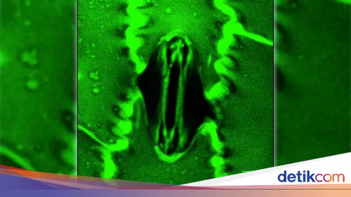 Een slimme truc om te zien hoe groot uw planten 'ademen' met nieuwe microscoop