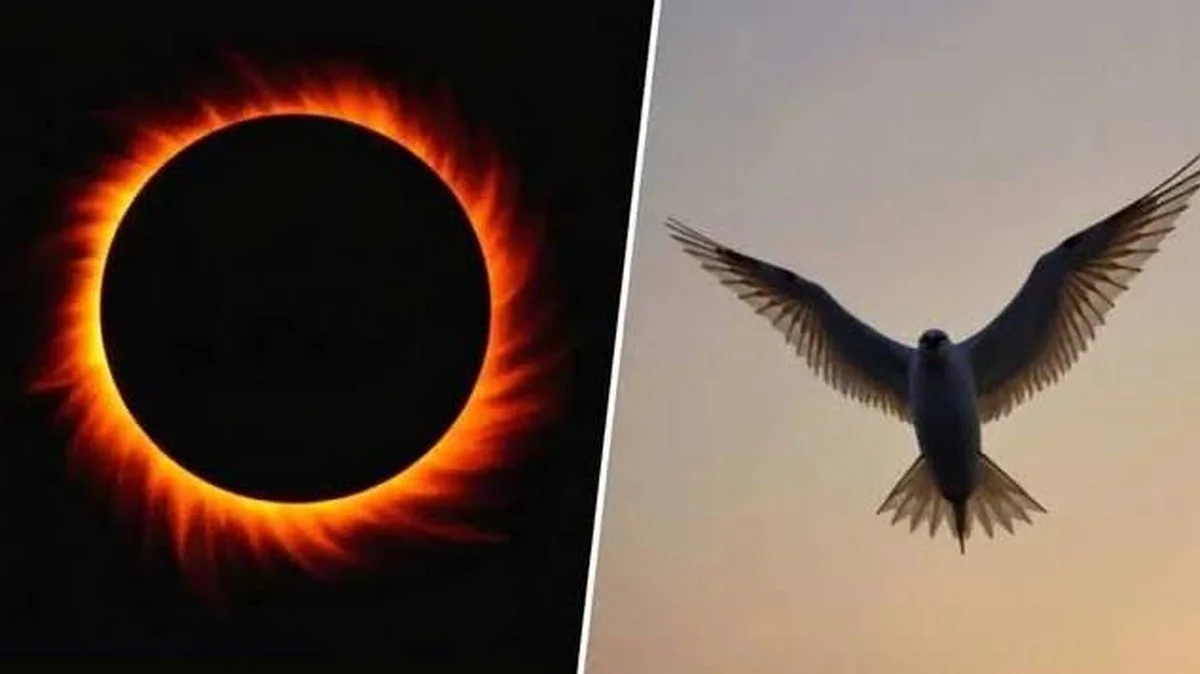 De zeldzaamste zonsverduistering van de eeuw komt eraan