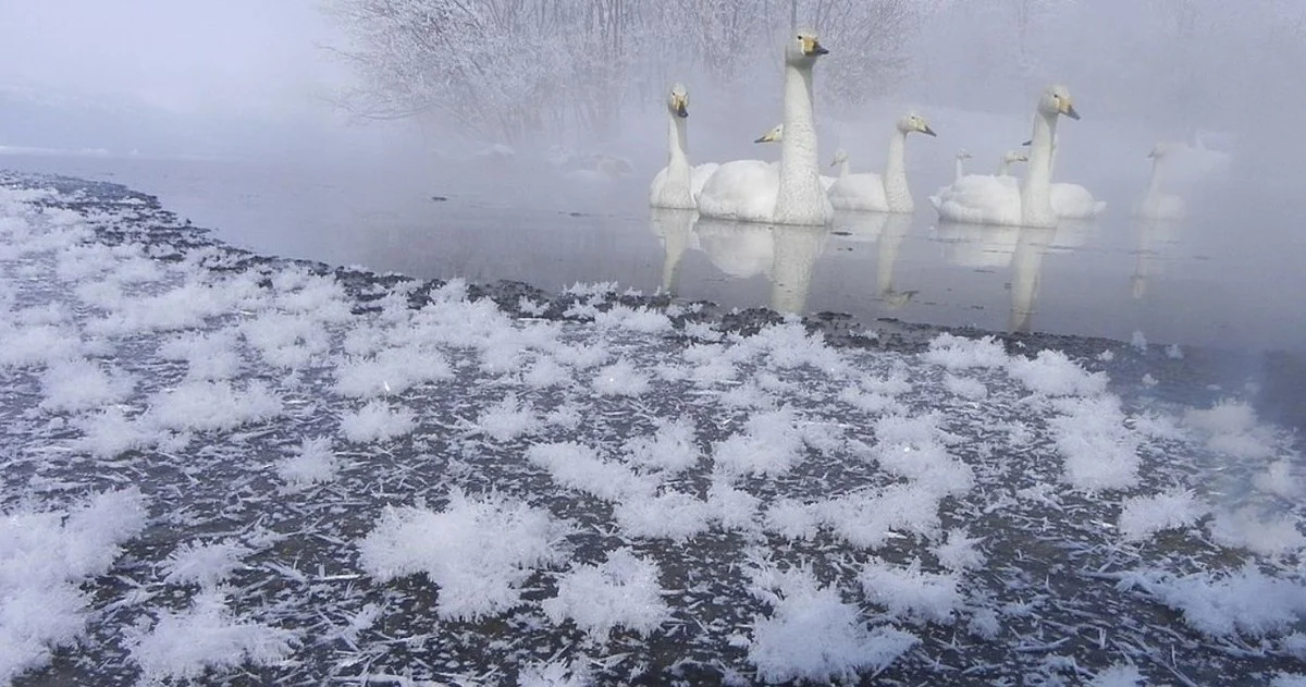 Waarom ervaren ijsvissers deze zeldzame 'ijskristallen' zoeken op oude plassen